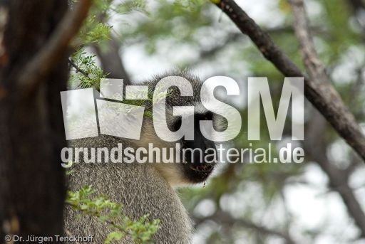 Grüne Meerkatzen (52 von 67).jpg